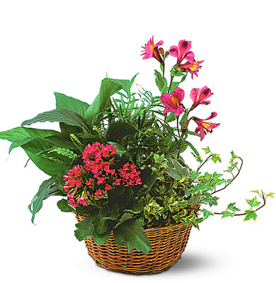 Dish Garden with Blooming and Fresh Flowers. from Walker's Flower Shop in Huron, SD Dish Garden with Blooming and Fresh Flowers. from Walker's Flower Shop in Huron, SD